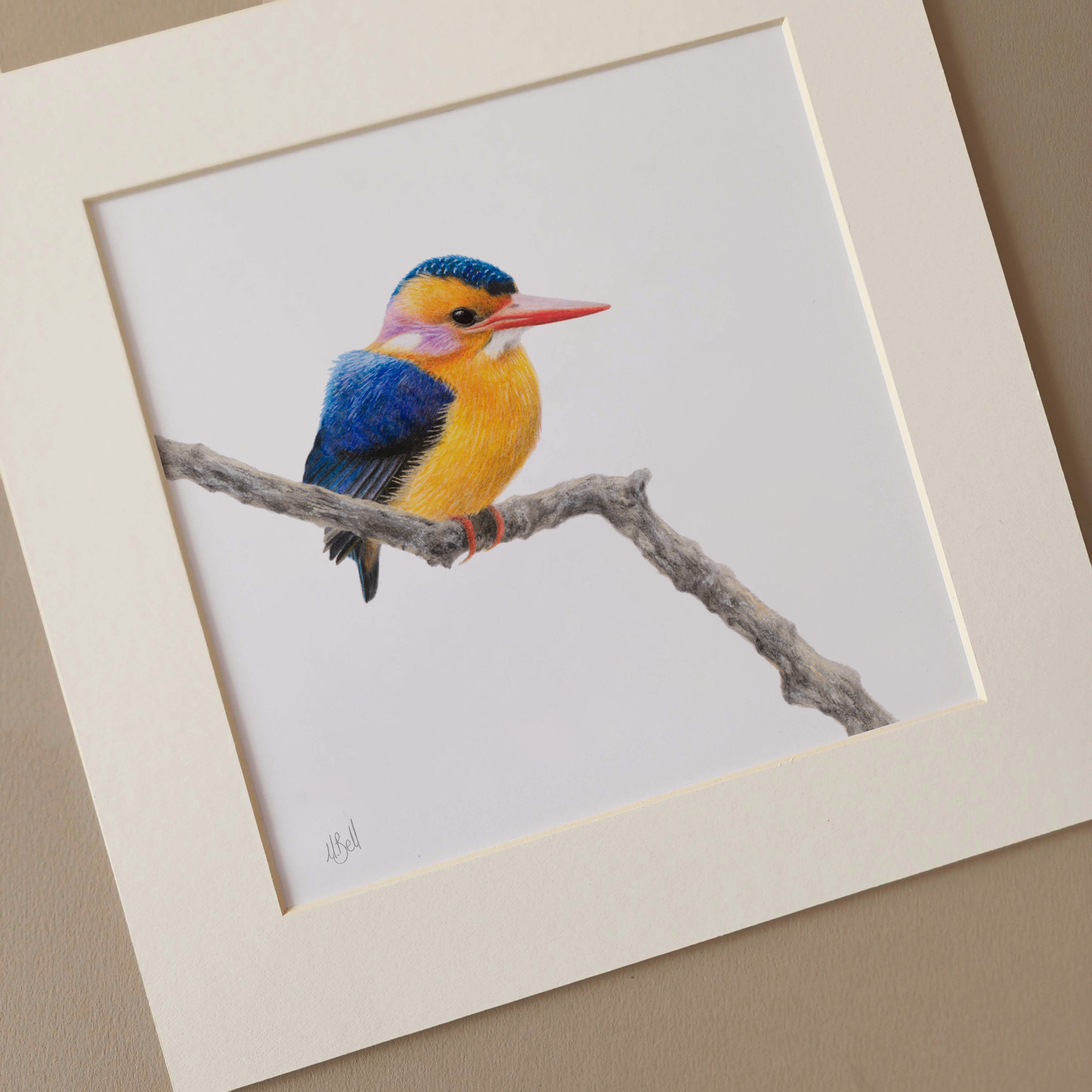 African Pygmy Kingfisher bird illustration sketch