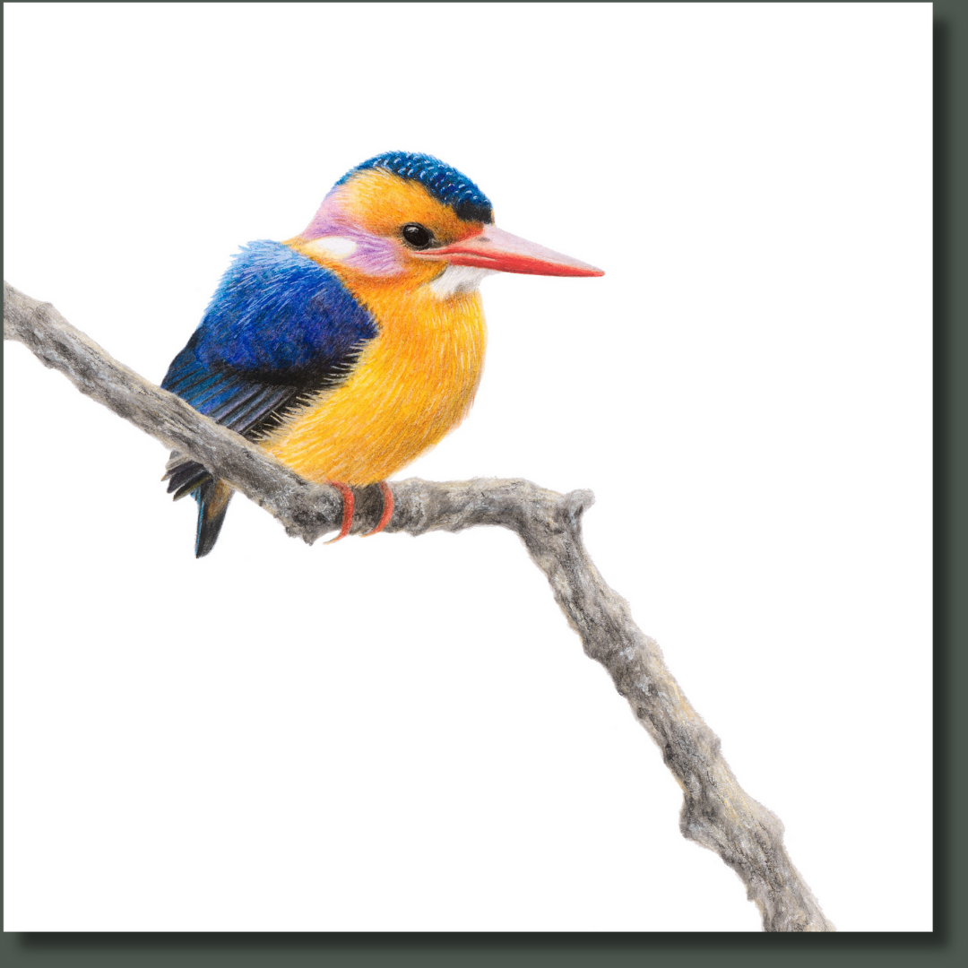African Pygmy Kingfisher (APK) on Canvas