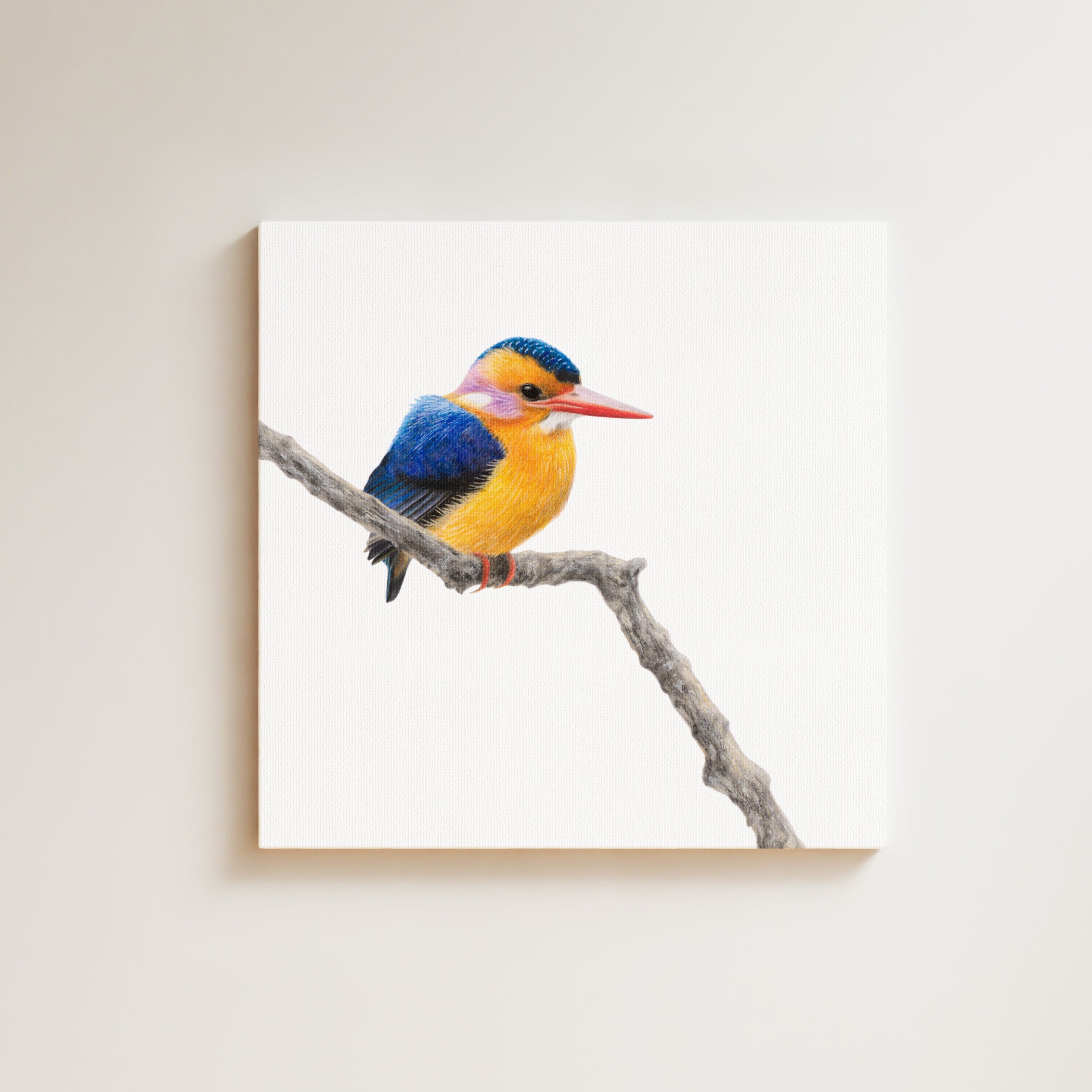 African Pygmy Kingfisher drawing on canvas by South African wildlife artist Matthew Bell