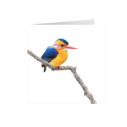 African Pygmy Kingfisher Greeting Card - APK