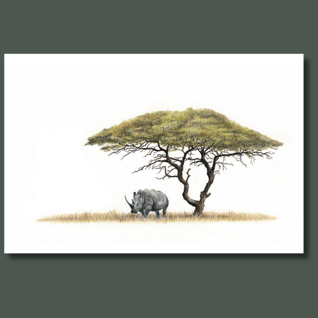 Acacia Tree and African white rhino under an Acacia Tree