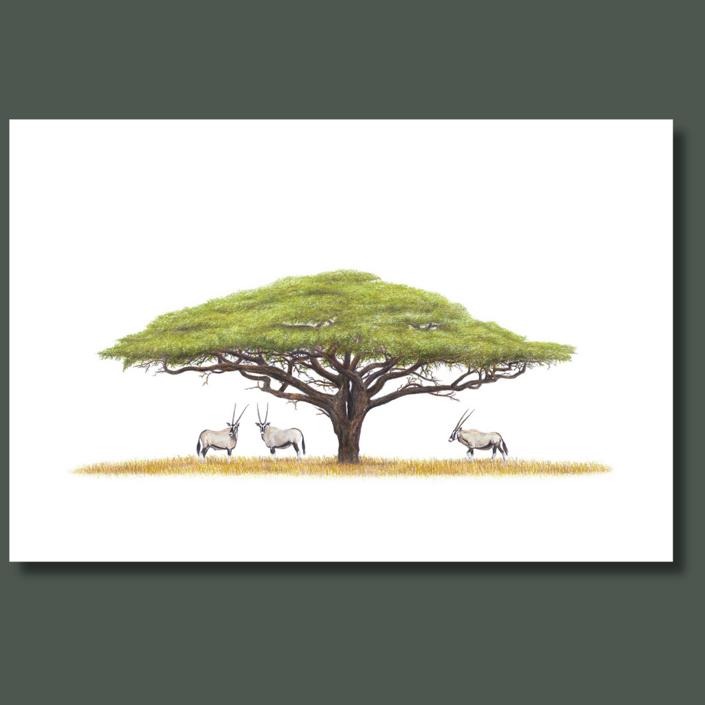 Gemsbok in Namibia under an Acacia Tree wildlife art canvas print
