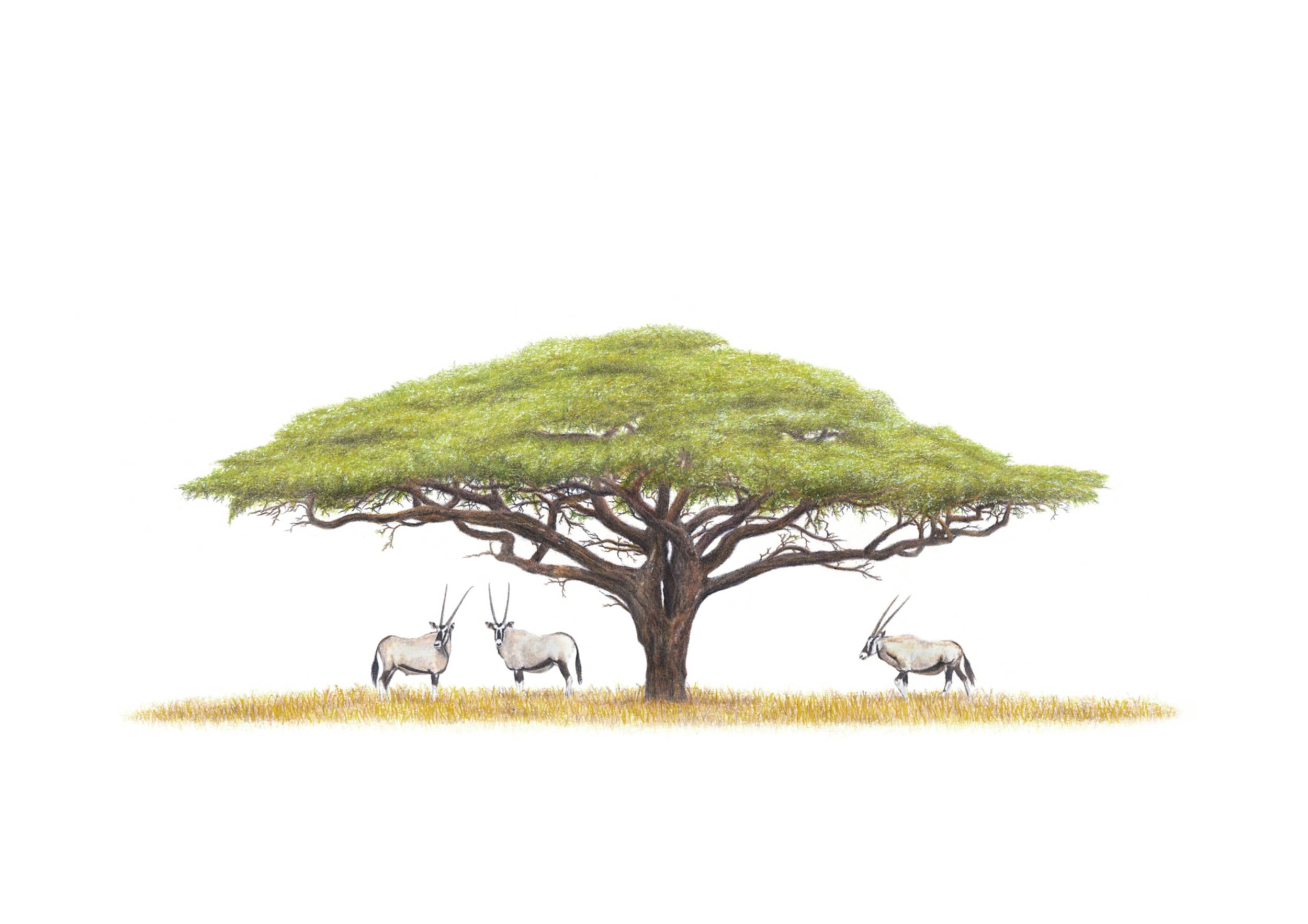 Acacia Tree and Gemsbok