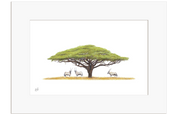 Acacia Tree and Gemsbok - AT2