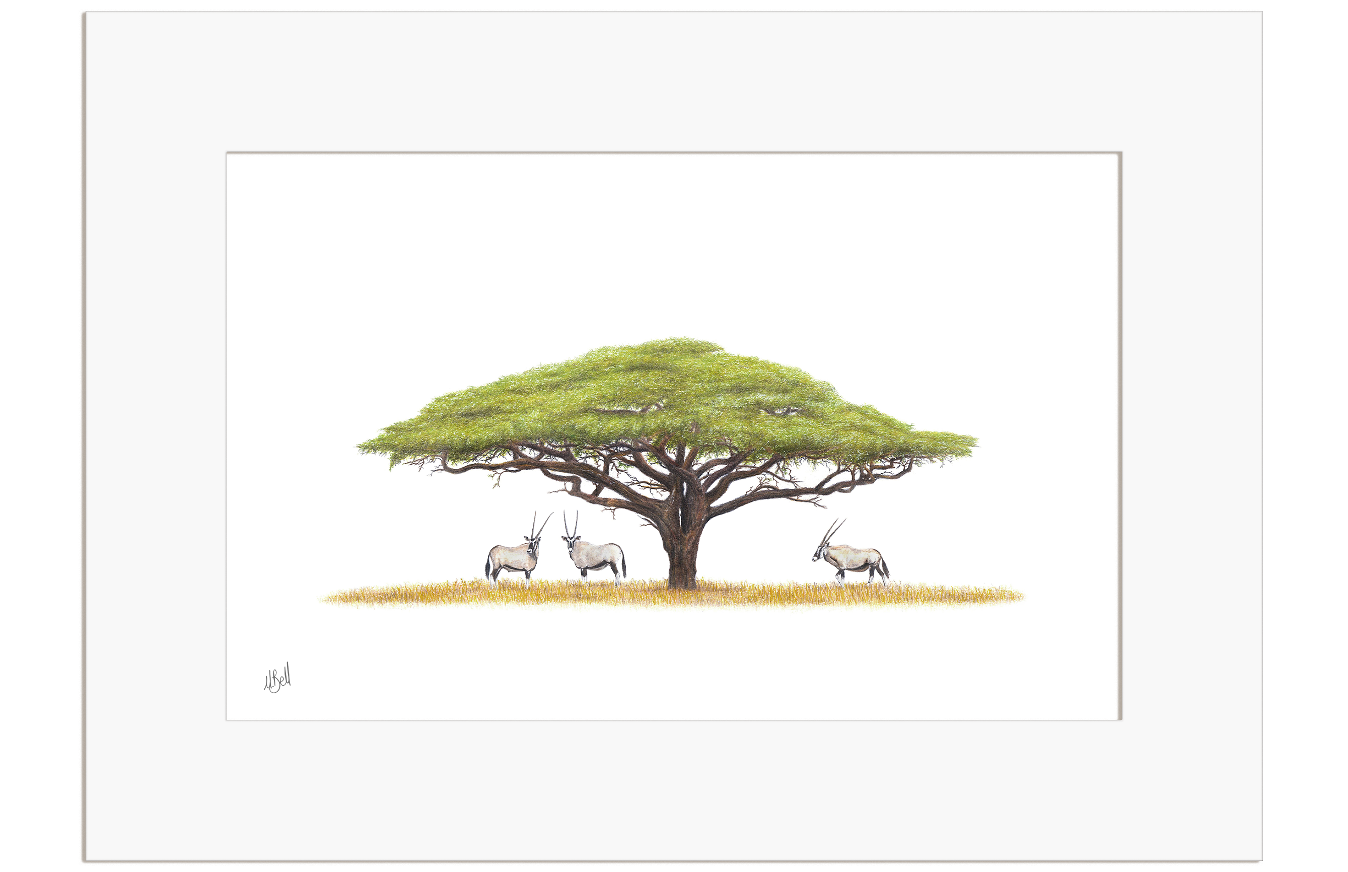 Acacia Tree and Gemsbok - AT2