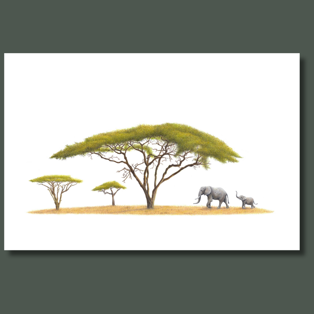 Acacia Tree and African elephants wildlife art