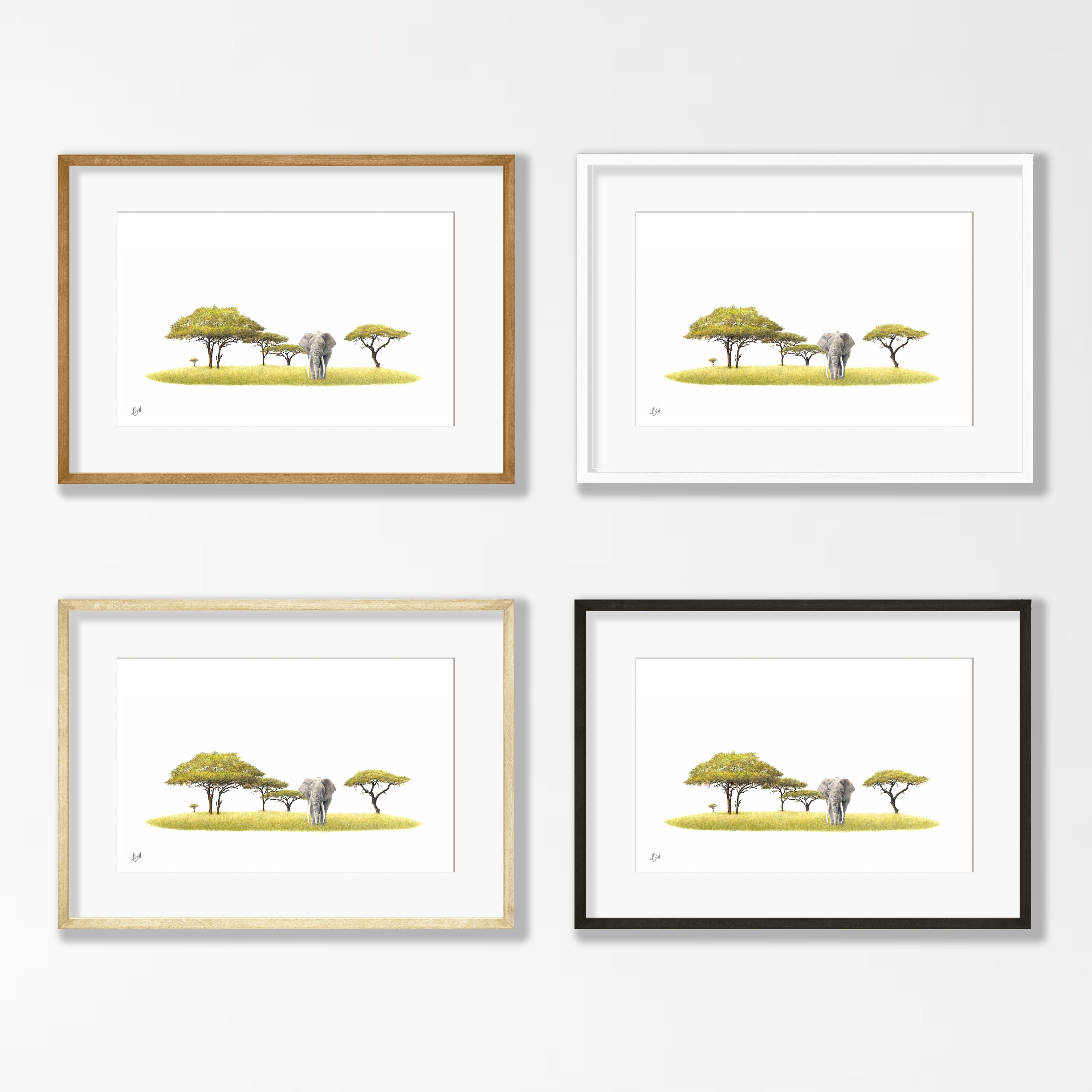 Acacia Tree and Bull Elephant - AT4