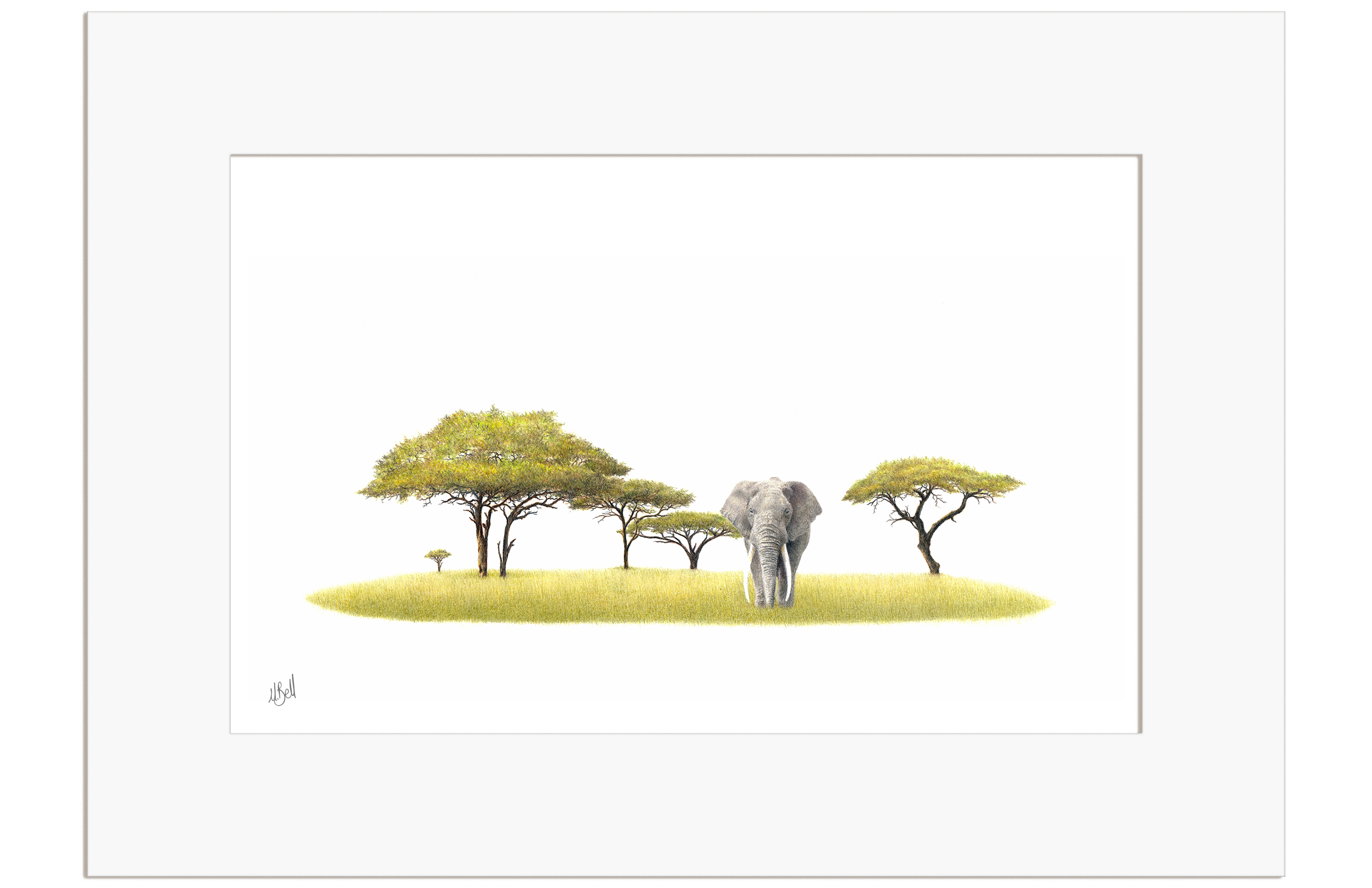 Acacia Tree and Bull Elephant - AT4