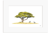 Acacia Tree and Zebras - AT5