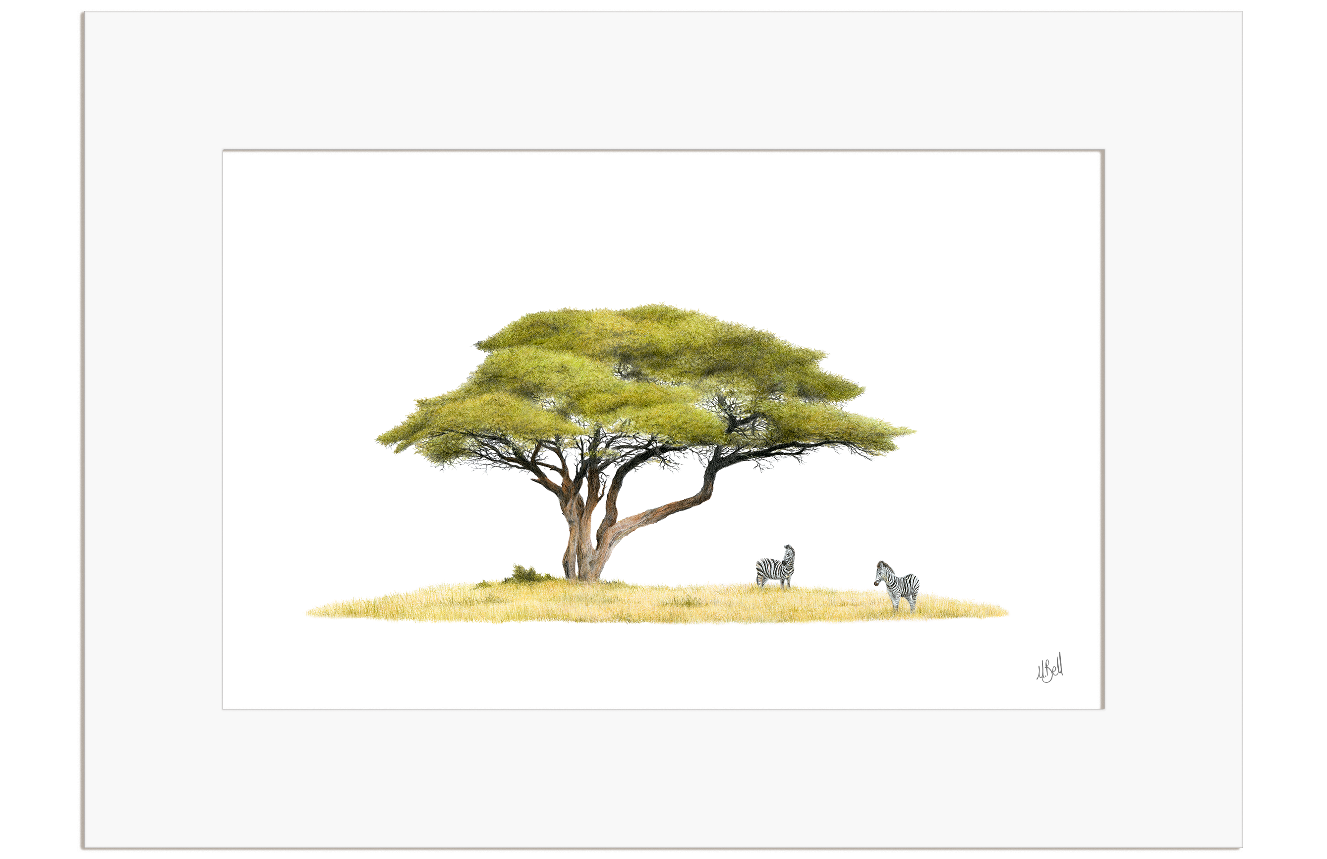 Acacia Tree and Zebras - AT5