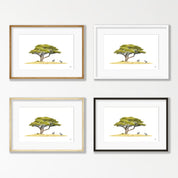 Acacia Tree and Zebras - AT5