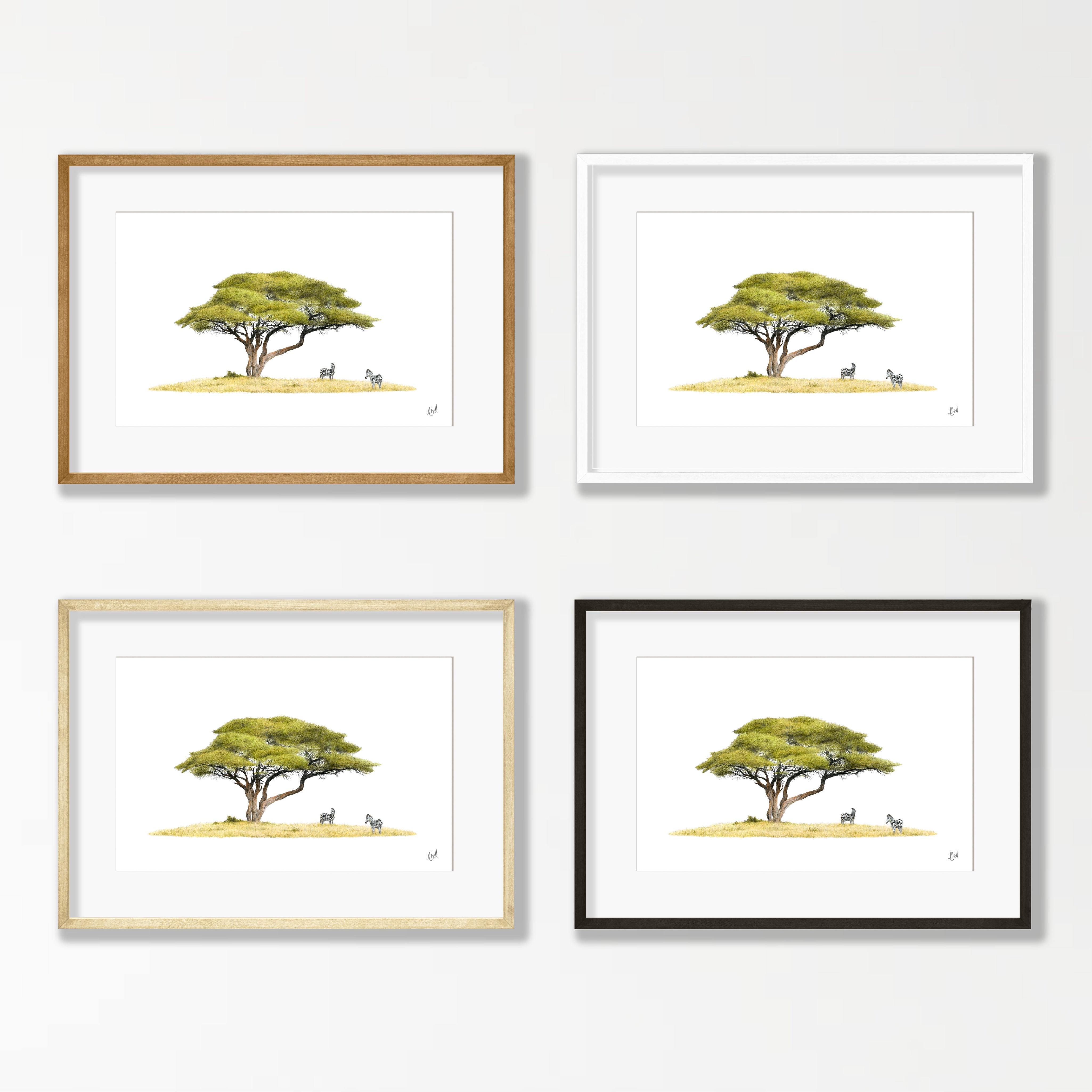 Acacia Tree and Zebras - AT5