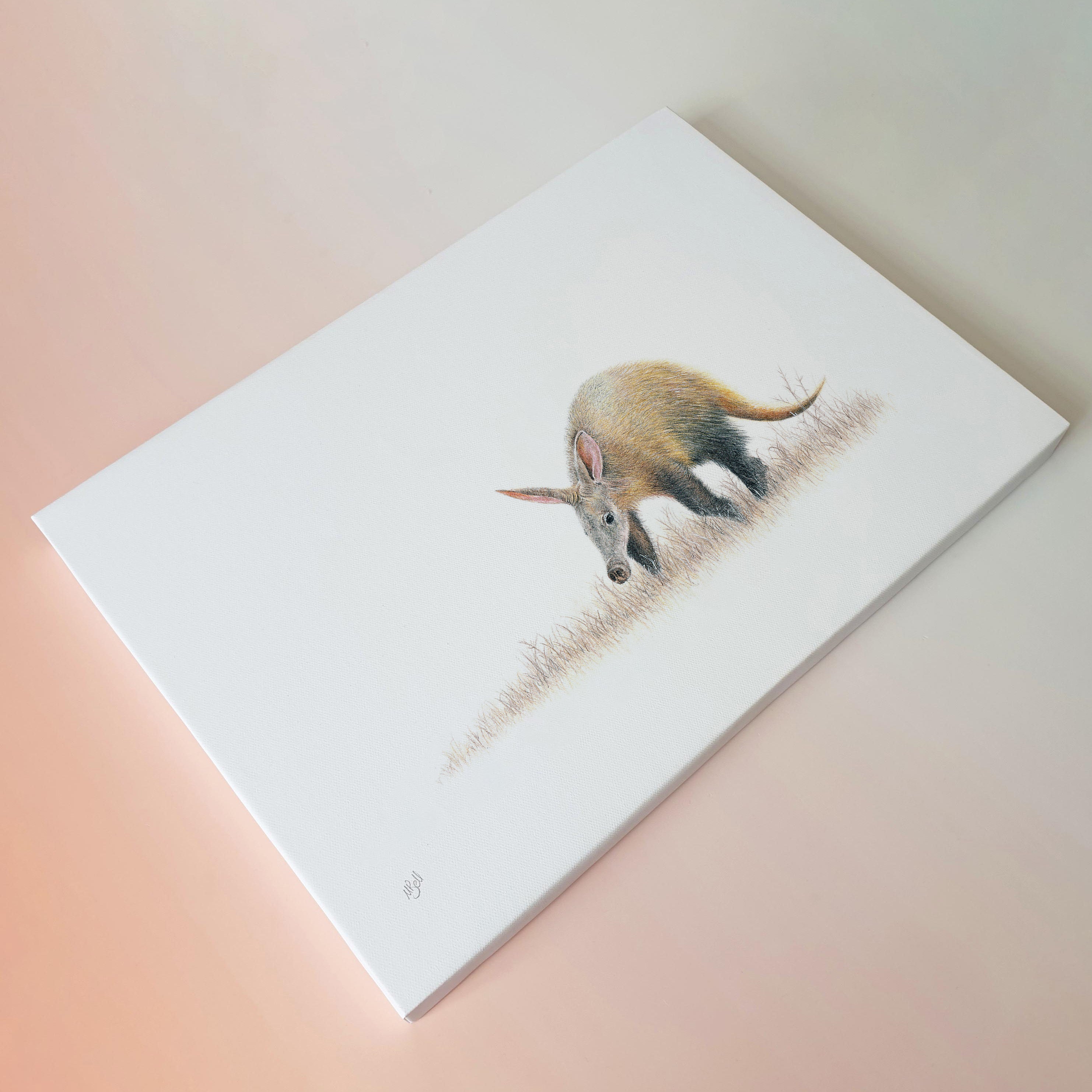 Aardvark African wildlife canvas art print