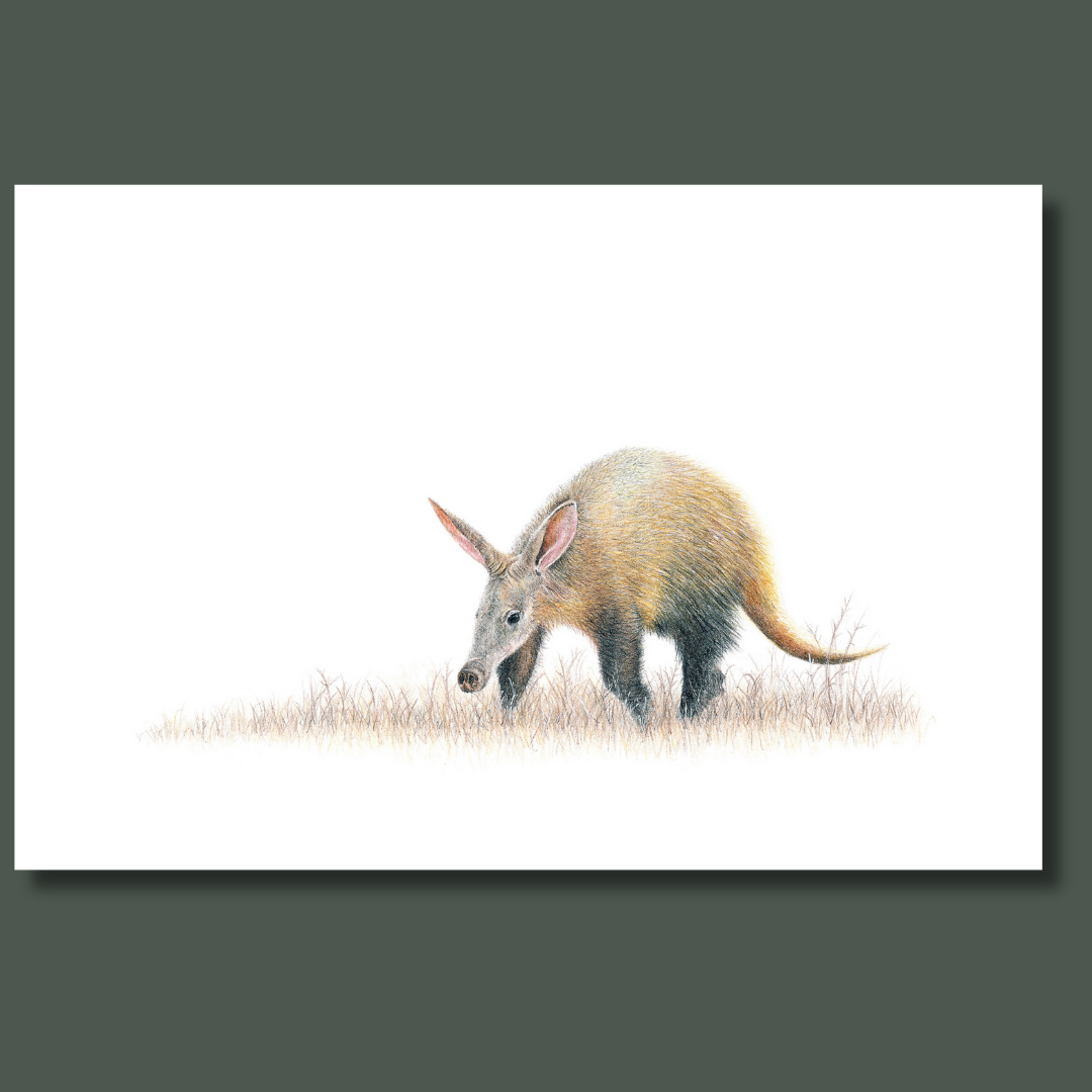 Aardvark African wildlife canvas art print