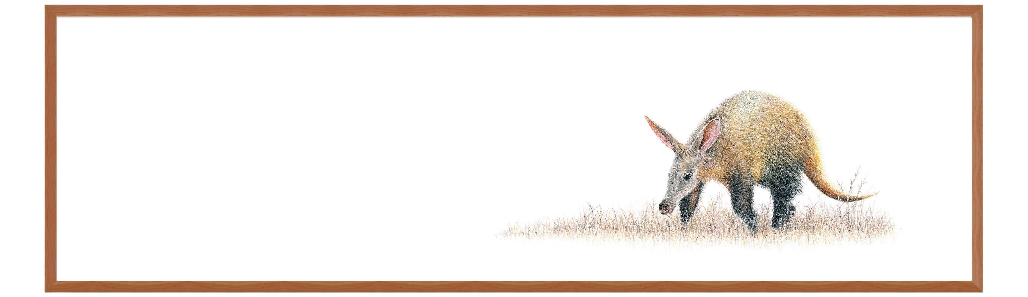 Aardvark Panorama