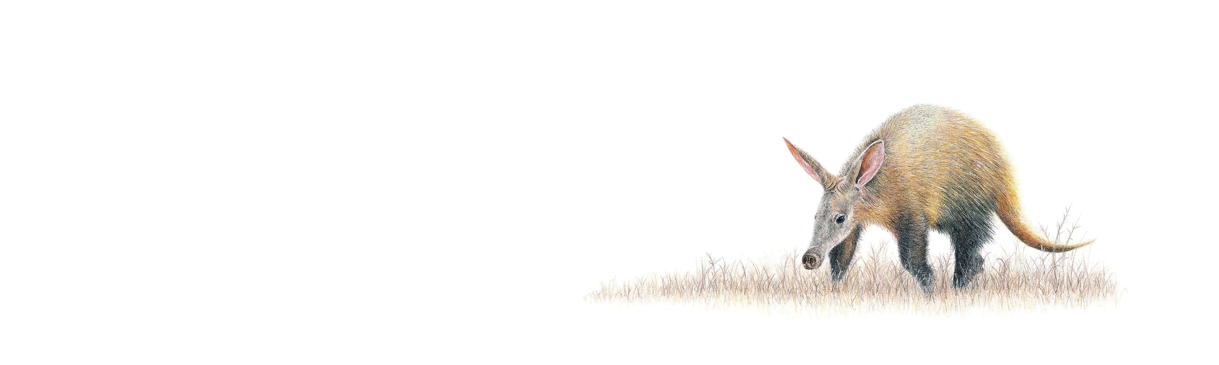 Aardvark Panorama