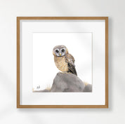 African Wood Owl - AWO