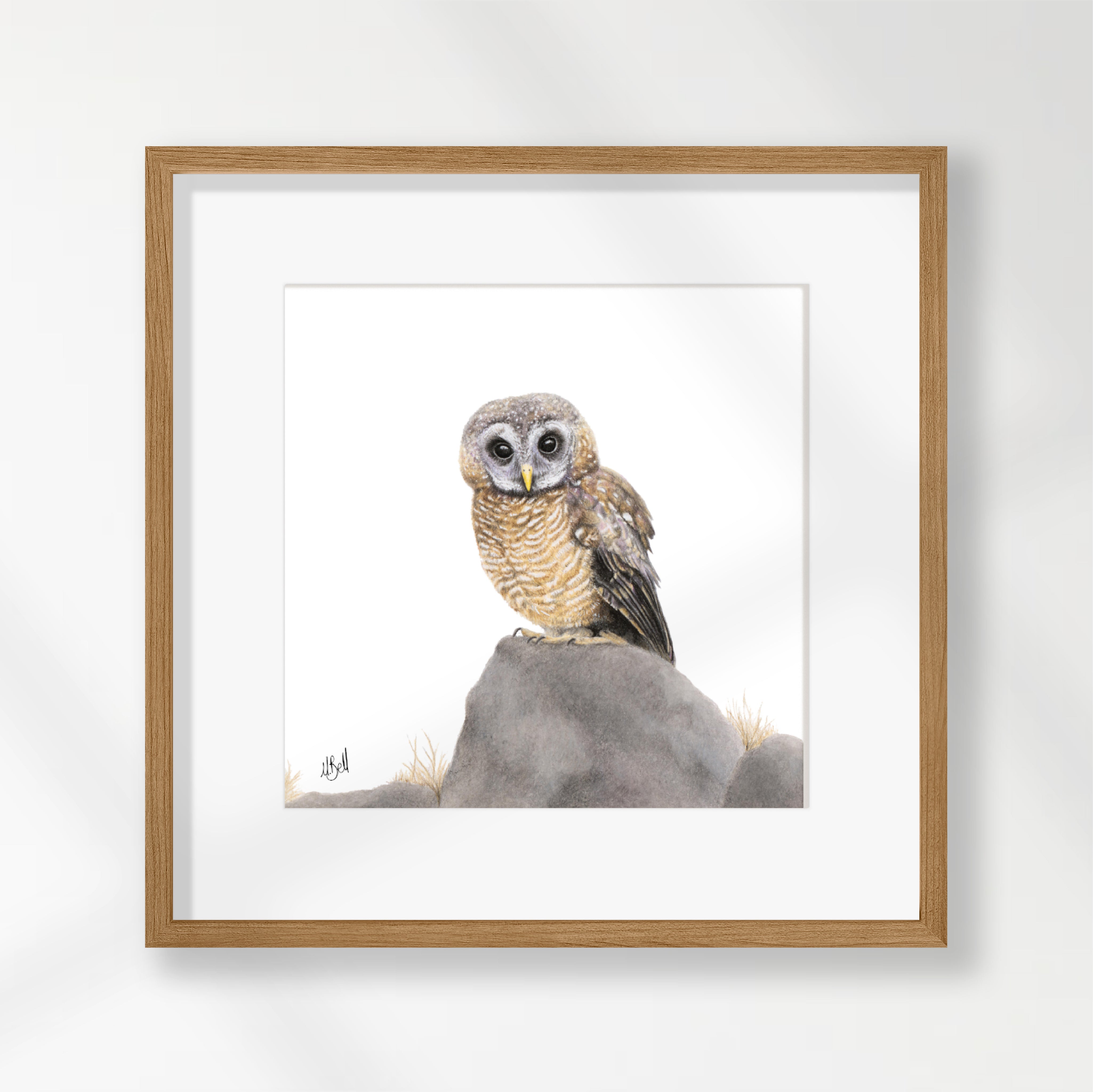 African Wood Owl - AWO