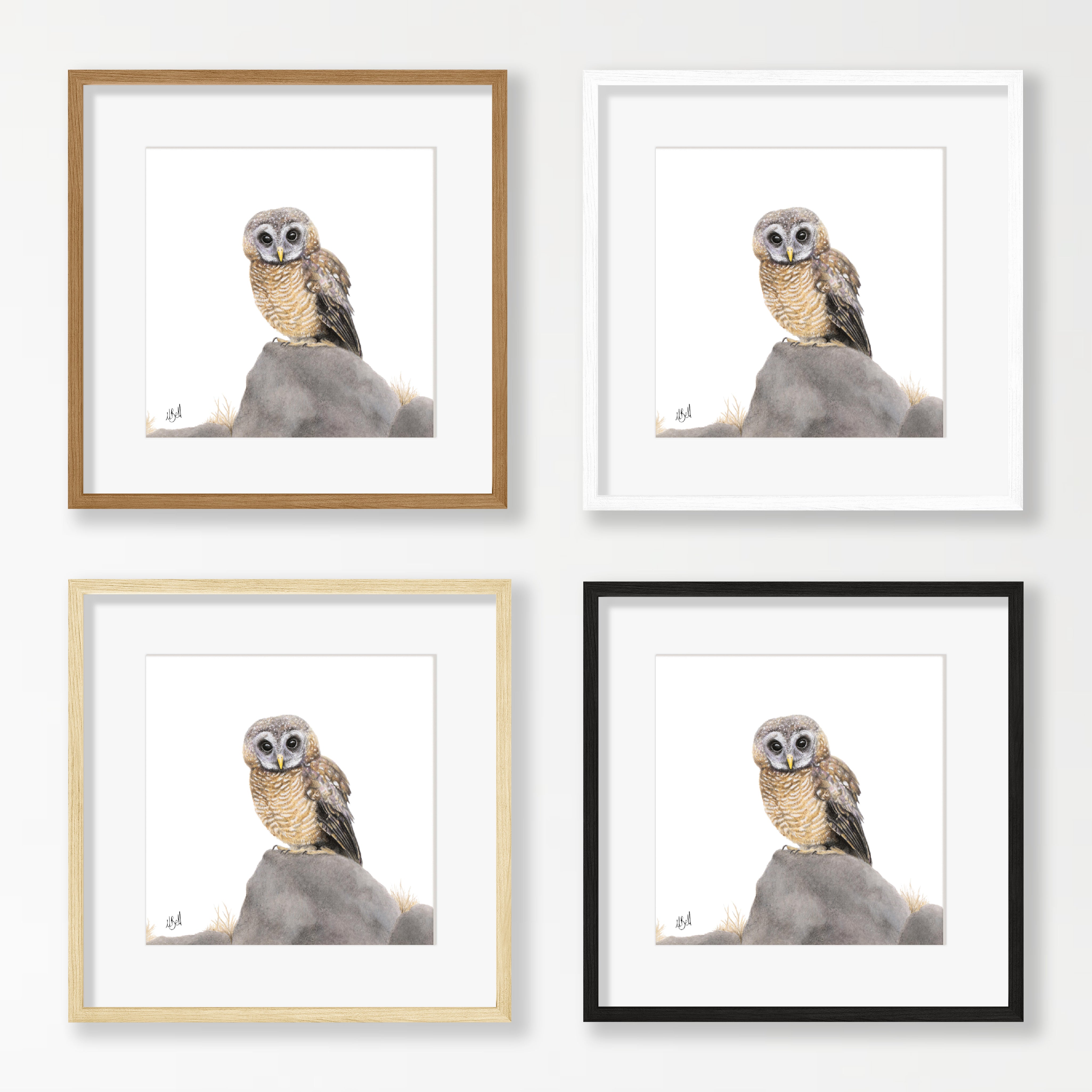 African Wood Owl - AWO