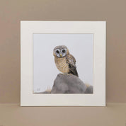 African Wood Owl pencil art birds of South Africa illustration