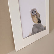 African Wood Owl pencil art birds of South Africa illustration