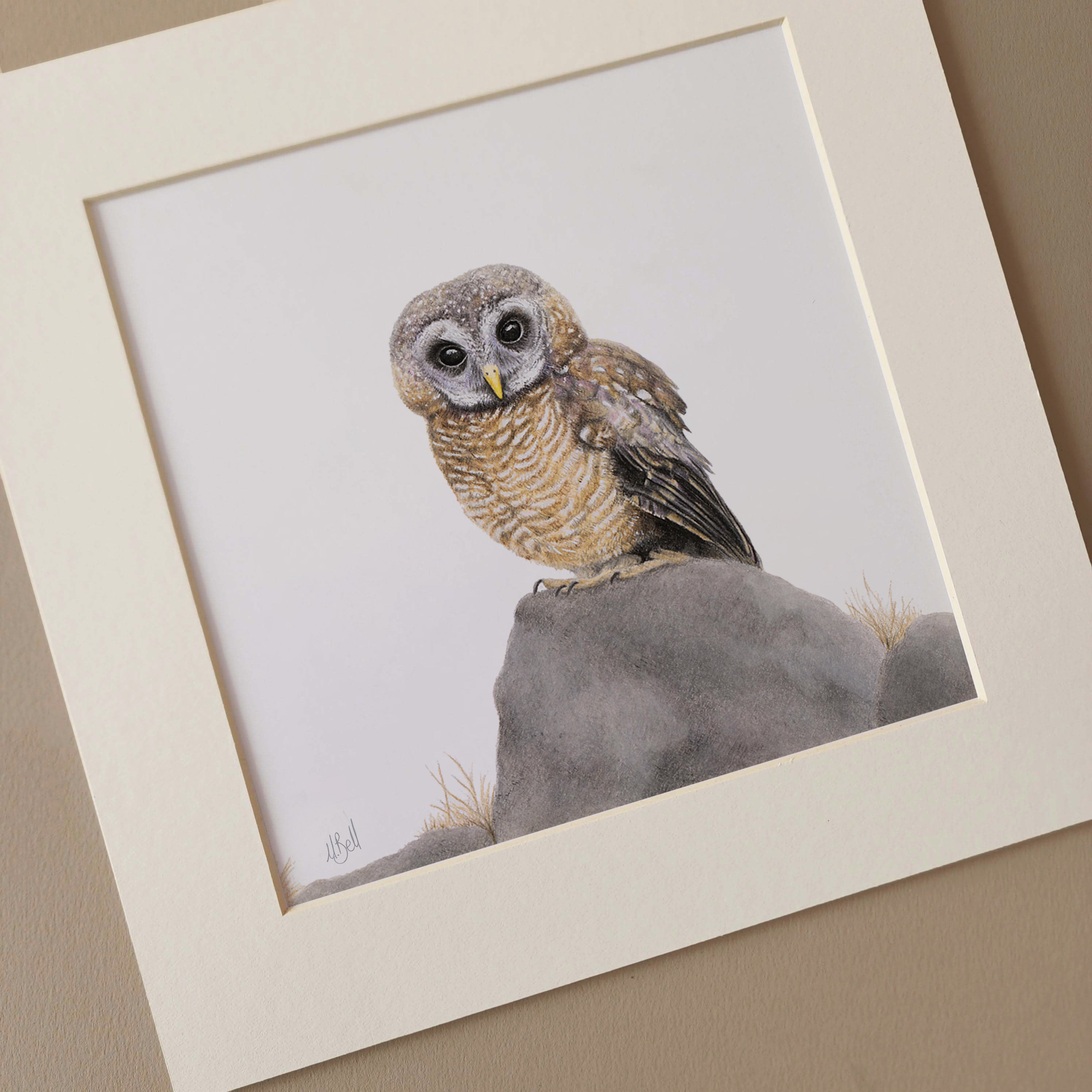 African Wood Owl pencil art birds of South Africa illustration