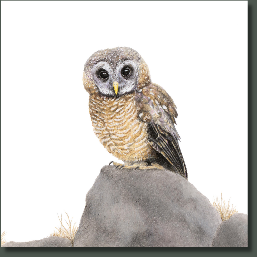 African Wood Owl South African bird artwork stretched on canvas by wildlife artist Matthew Bell