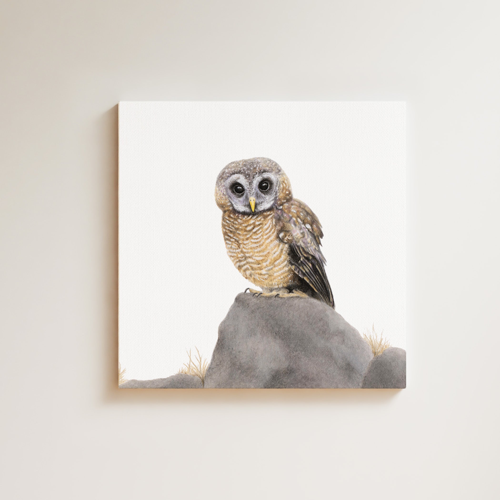 African Wood Owl drawing on canvas by South African wildlife artist Matthew Bell