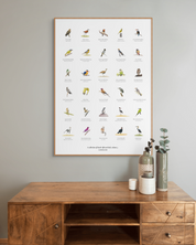 South African original bird artwork drawings poster for sale by Matthew Bell