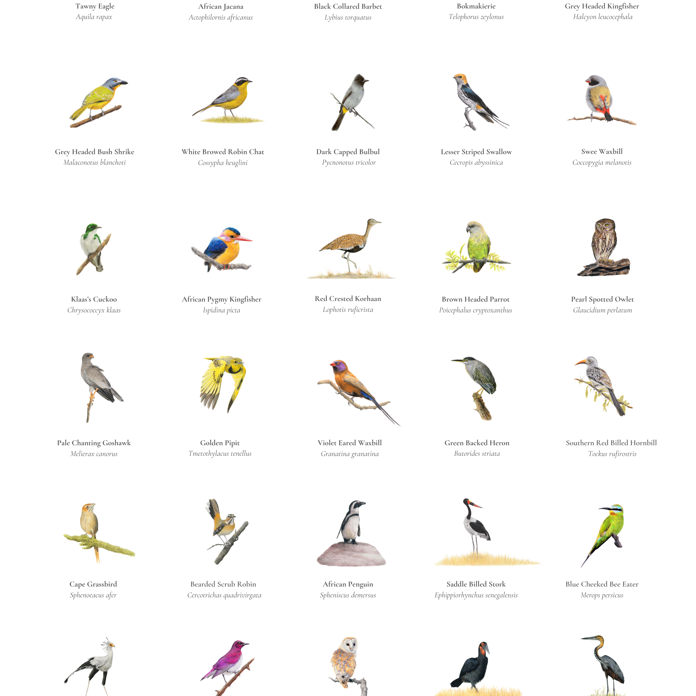 South African original bird artwork drawings poster for sale by Matthew Bell