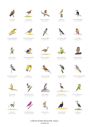South African original bird artwork drawings poster for sale by Matthew Bell