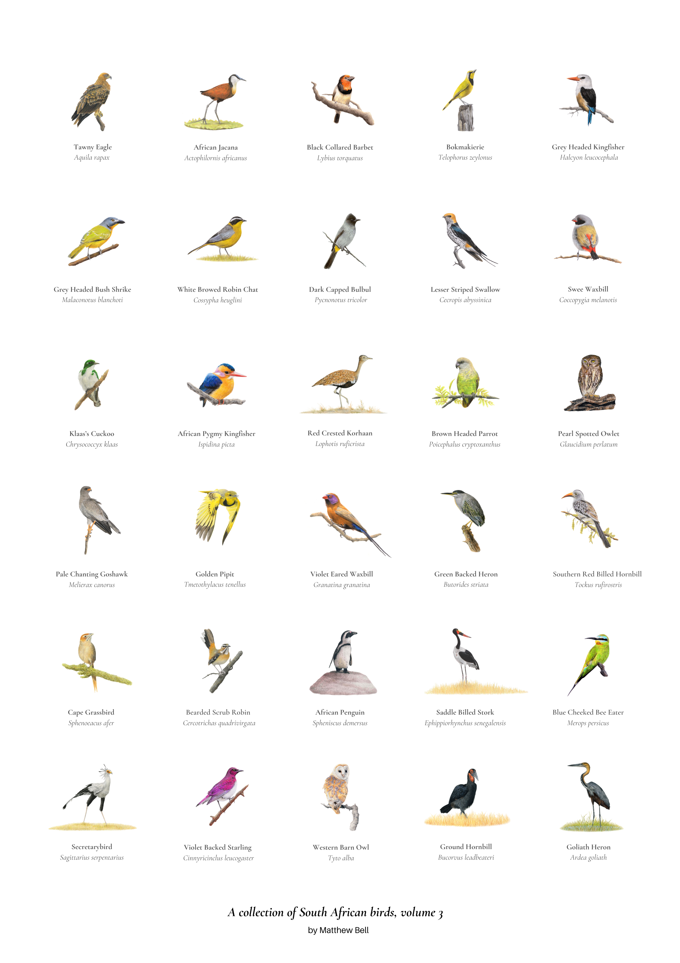 South African original bird artwork drawings poster for sale by Matthew Bell