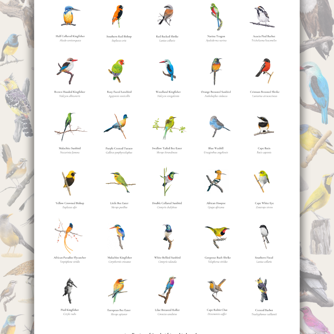 Bird poster of South African wildlife and birds on matt paper