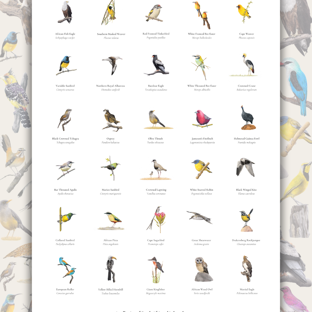 Bird poster of South African wildlife and birds on matt paper