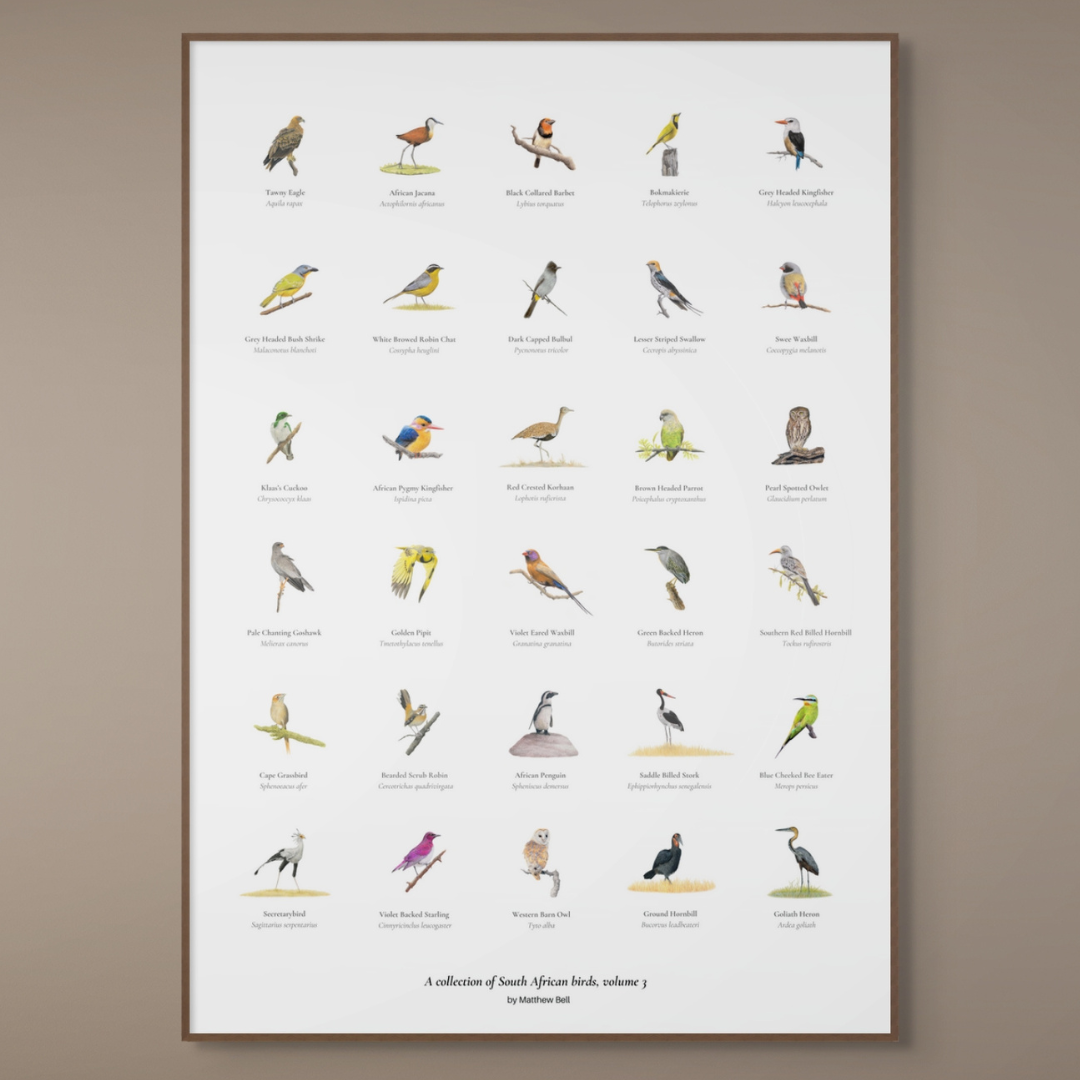South African original bird artwork drawings poster for sale by Matthew Bell