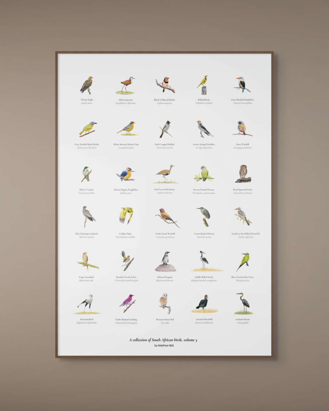South African original bird artwork drawings poster for sale by Matthew Bell