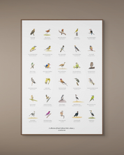 South African original bird artwork drawings poster for sale by Matthew Bell