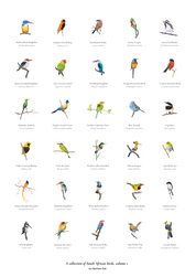 South African bird artworks fine art poster by wildlife artist Matthew Bell