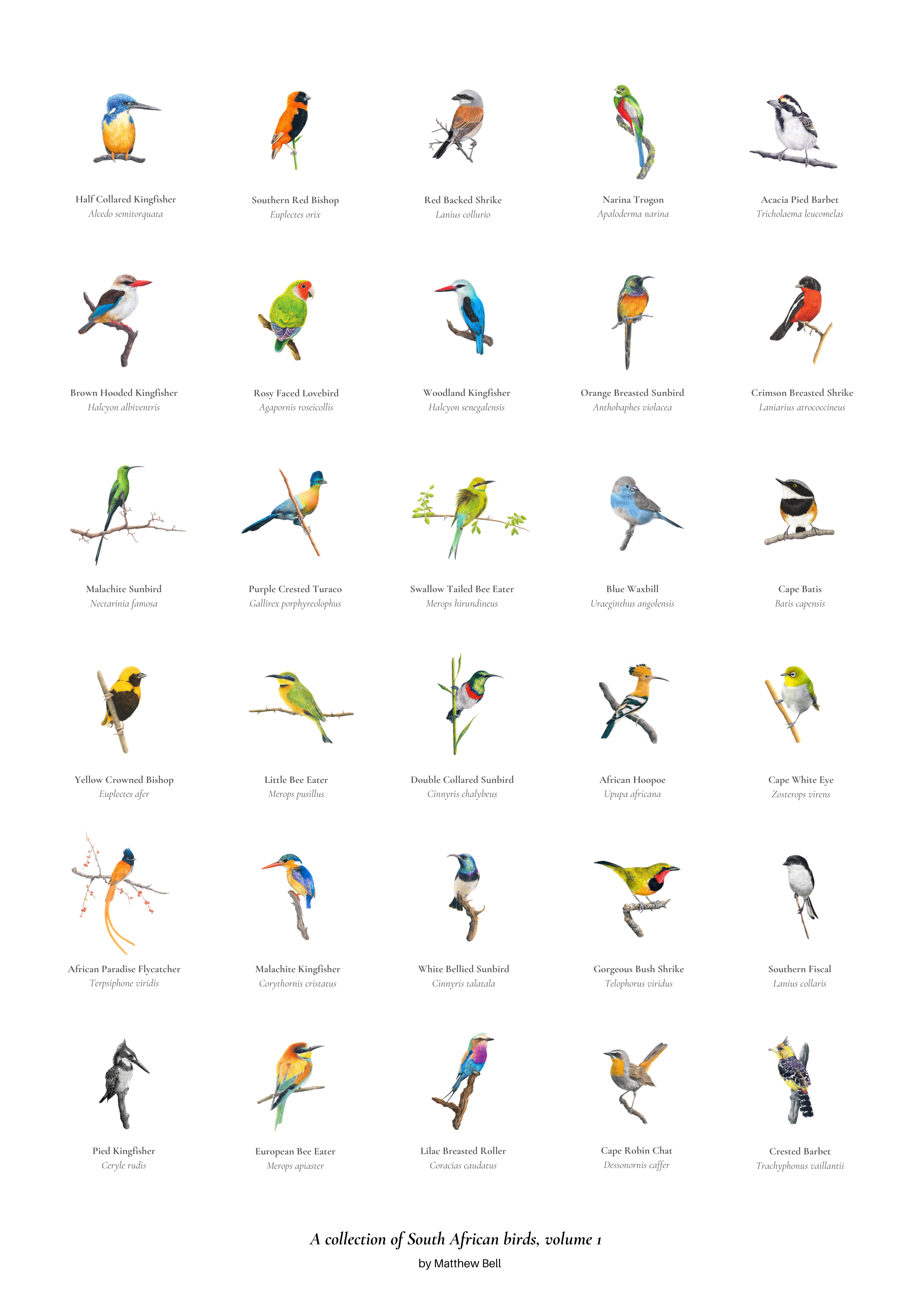 South African bird artworks fine art poster by wildlife artist Matthew Bell