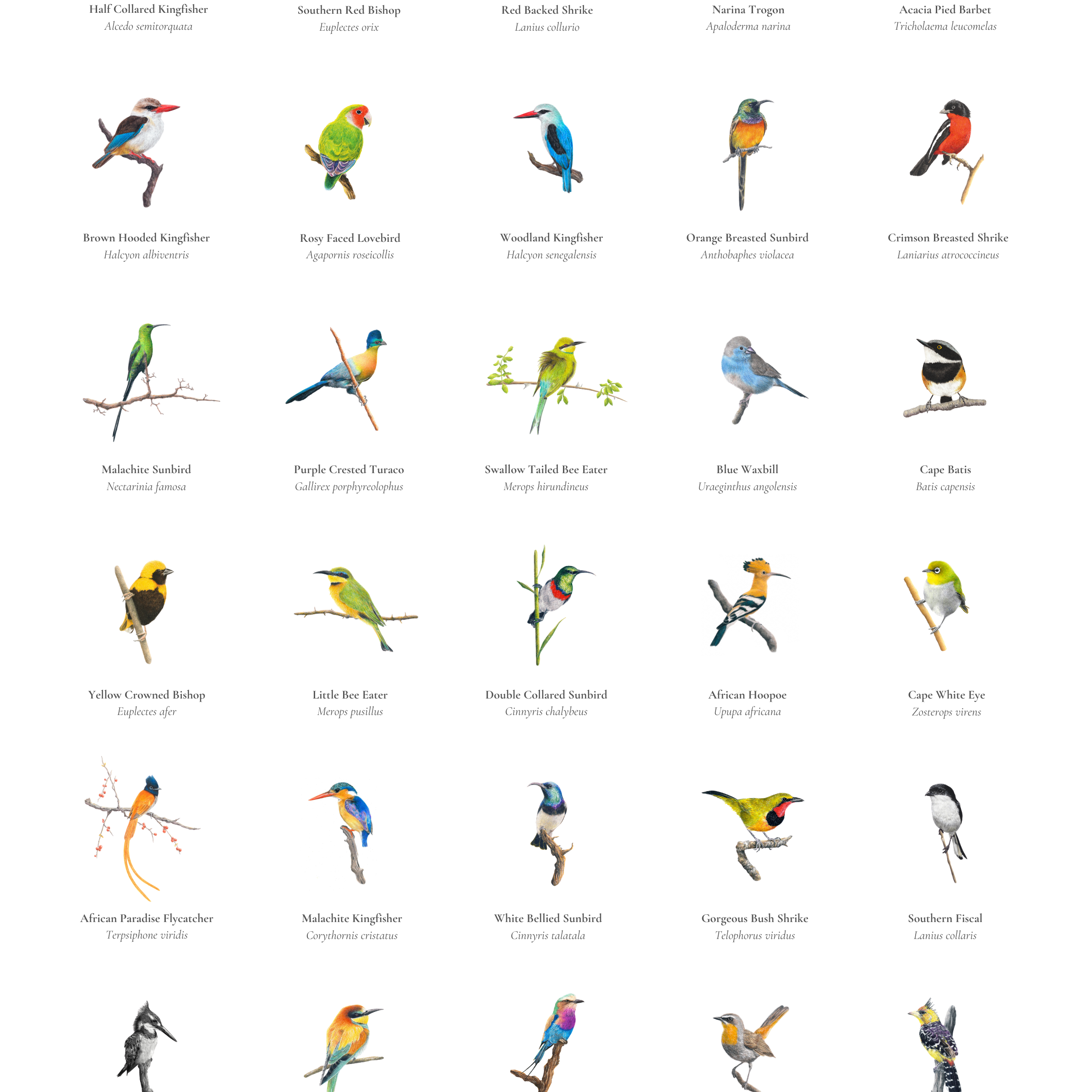 A_Collection_of_South_African_Birds_Volume_1_8f13f7e0-3f25-4387-94f4-18cec410e5d6.png