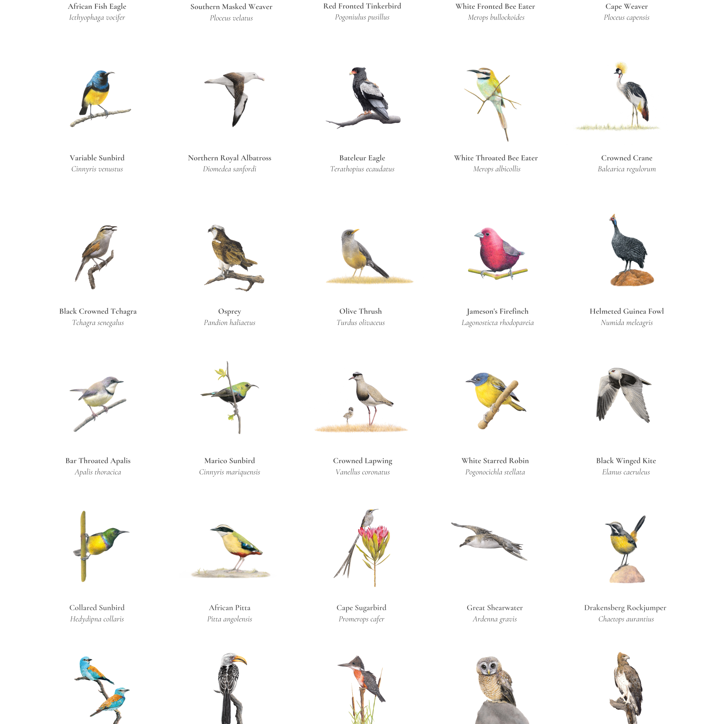 South African bird artworks fine art poster by wildlife artist Matthew Bell