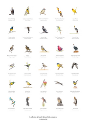 South African bird artworks fine art poster by wildlife artist Matthew Bell