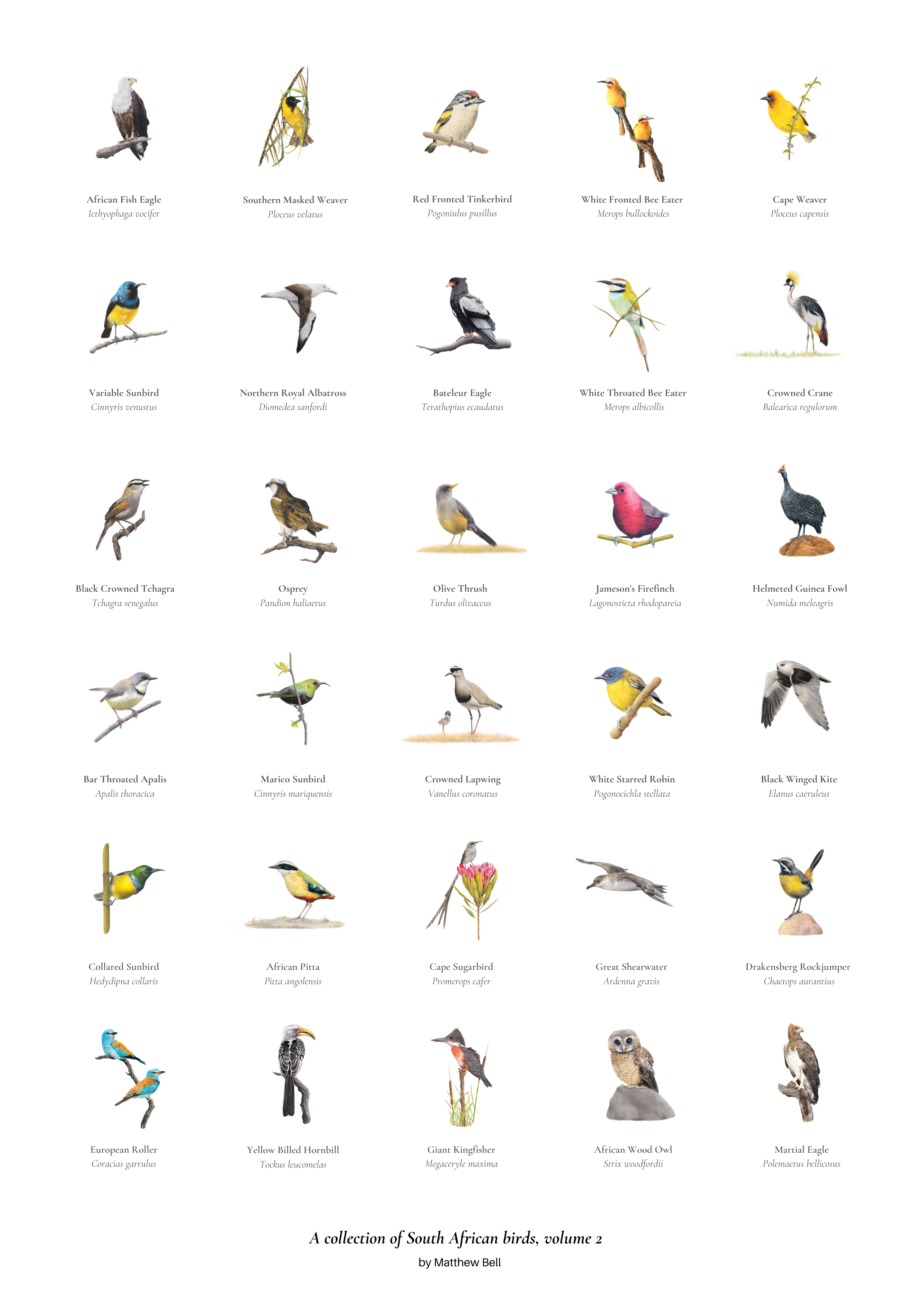 South African bird artworks fine art poster by wildlife artist Matthew Bell