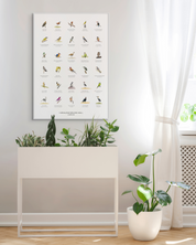 South African original bird artwork drawings poster for sale by Matthew Bell