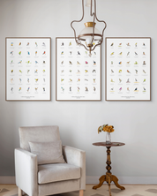South African original bird artwork drawings poster for sale by Matthew Bell