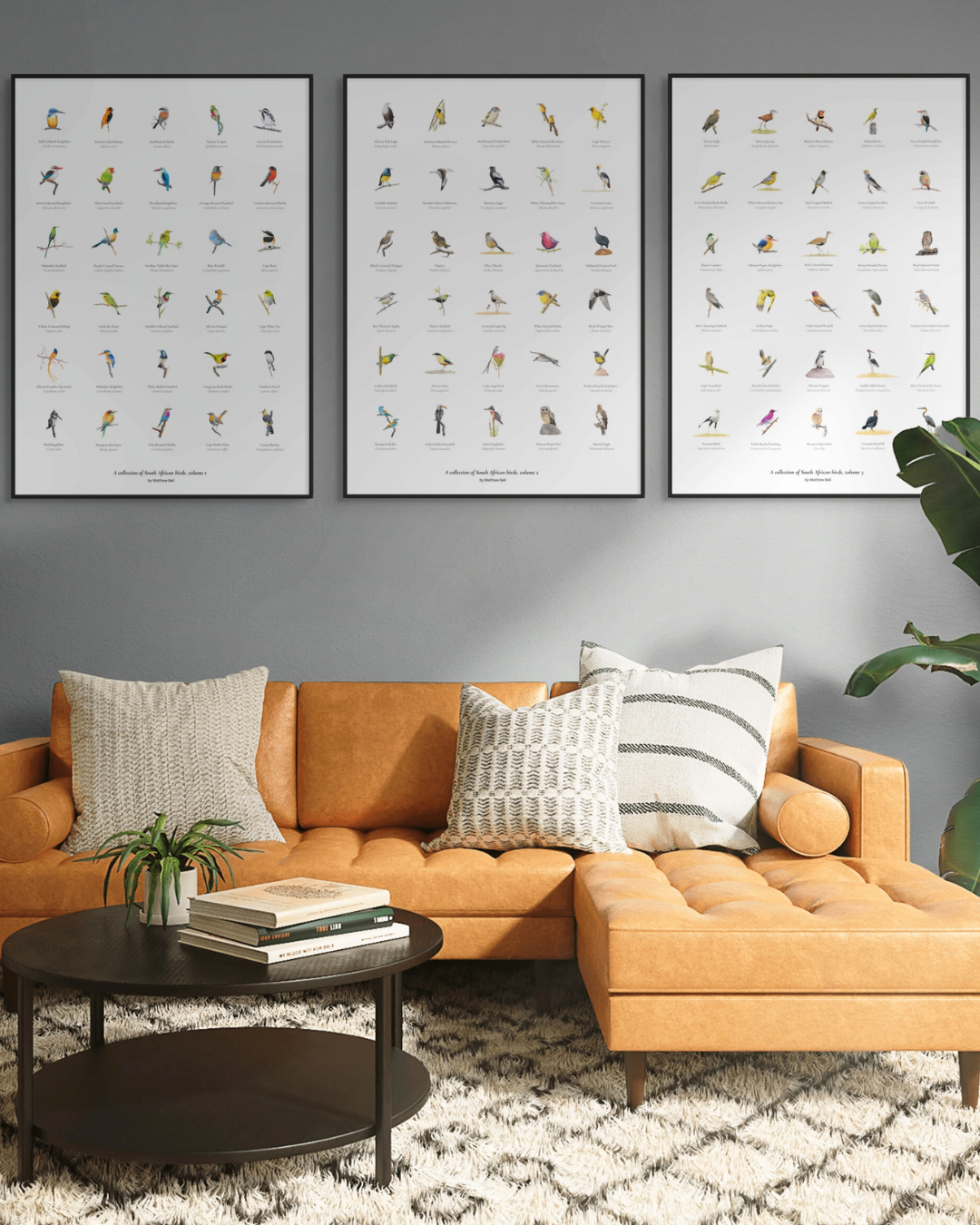 South African original bird artwork drawings poster for sale by Matthew Bell