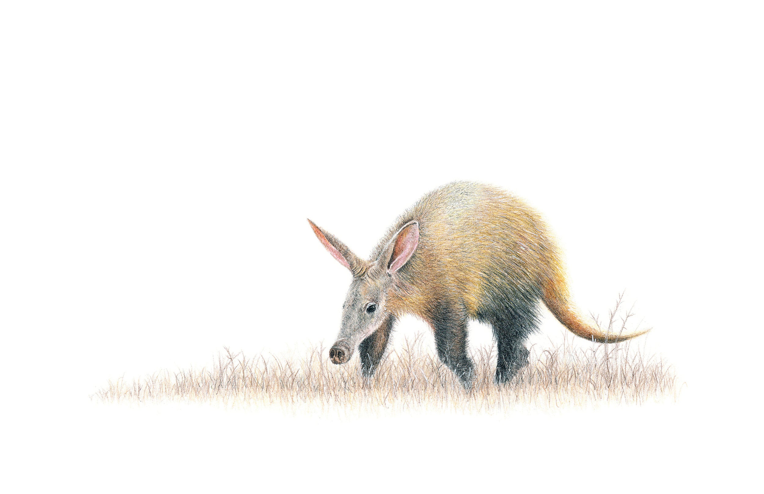 Aardvark wildlife canvas artwork