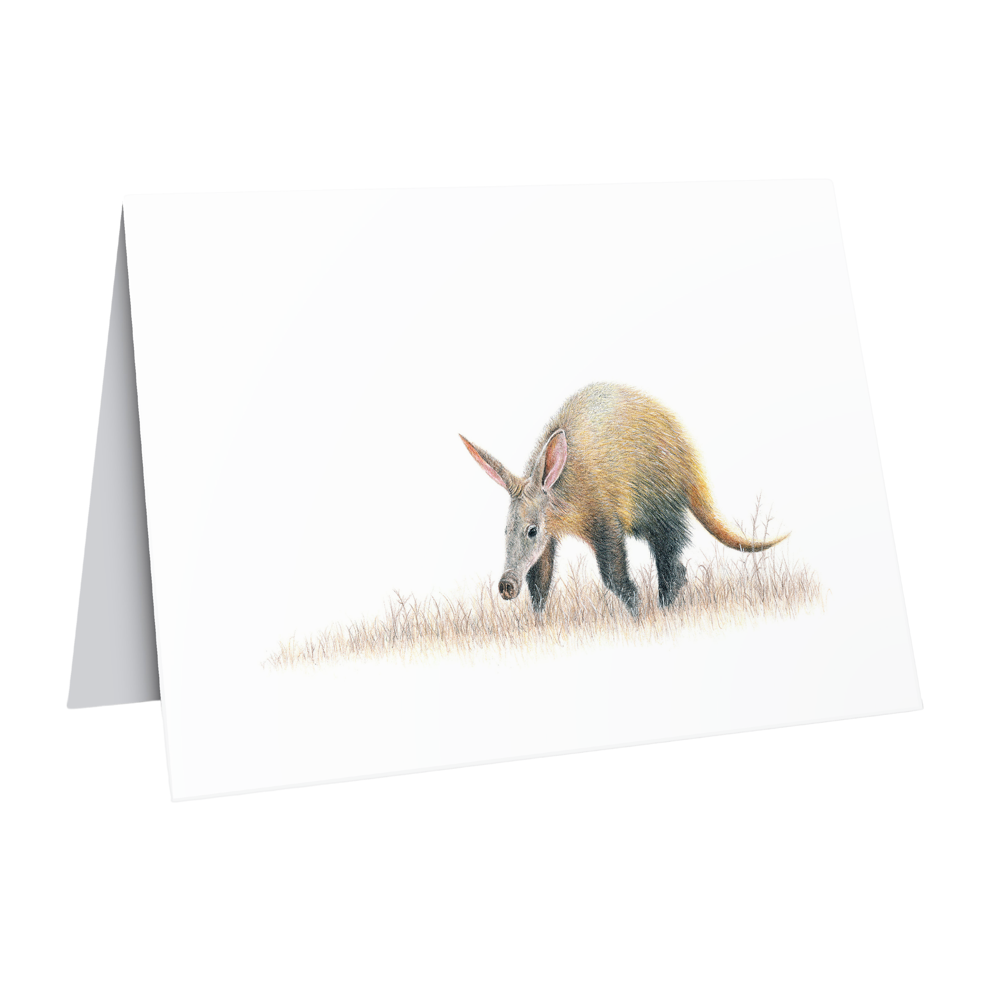 Aardvark wildlife greeting card by artist Matthew Bell