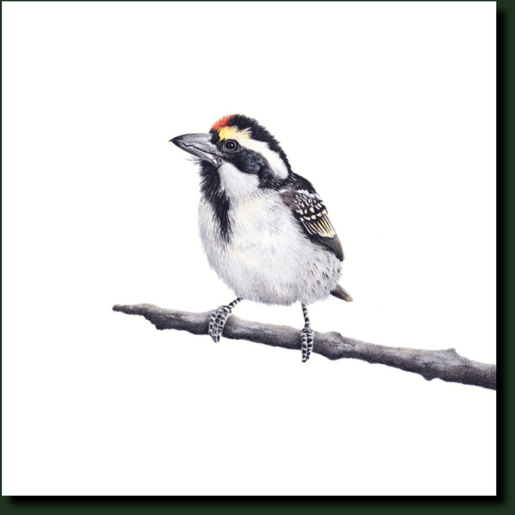 Acacia Pied Barbet affordable South African bird artwork