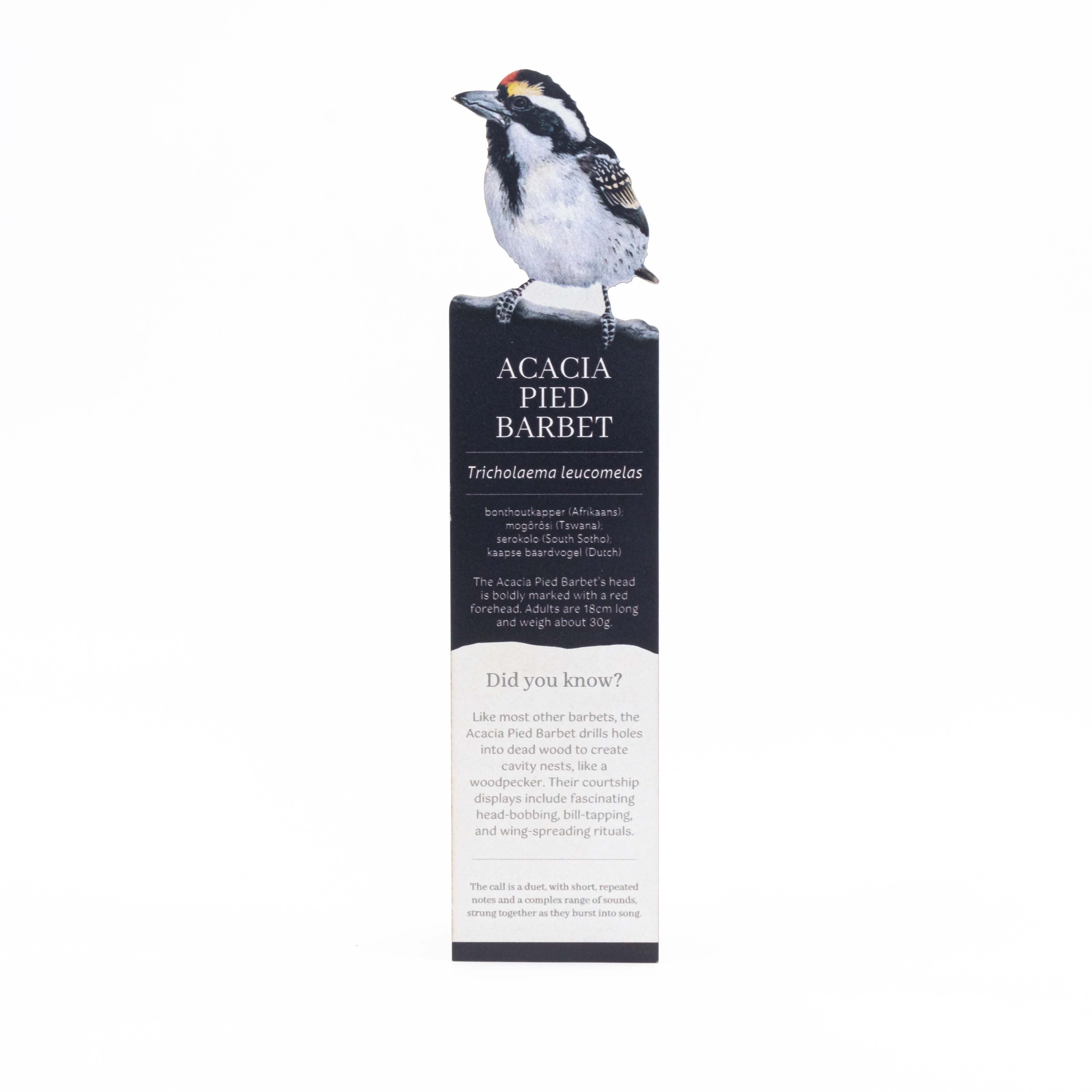 Acacia Pied Barbet Wooden Bookmark